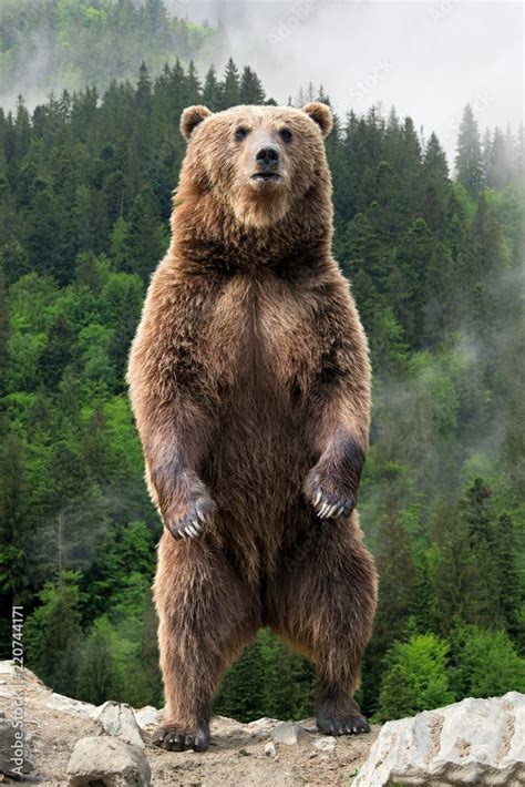 Big Brown Bear Standing On His Hind Legs Stock Photo Adobe Stock