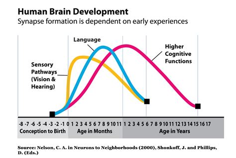 Early Brain Development The First 3 Years What Is Sixpence Sixpence