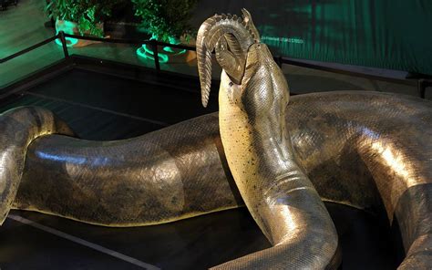 It had a rib cage 2ft wide titanoboa was so big it couldn't even spend long amounts of time on land, because the force. Titanoboa - the largest snake | DinoAnimals.com