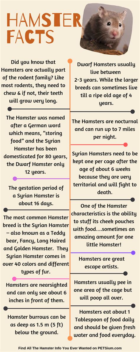 Facts About Hamsters Petsium