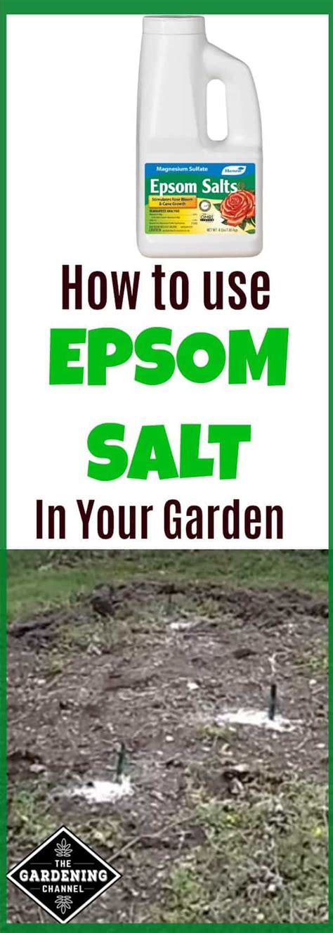 How To Use Epsom Salts In Your Home Garden Gardening Channel