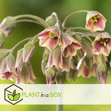 Plant In A Box Bulb Garden Allium X Bollen Vari Teiten