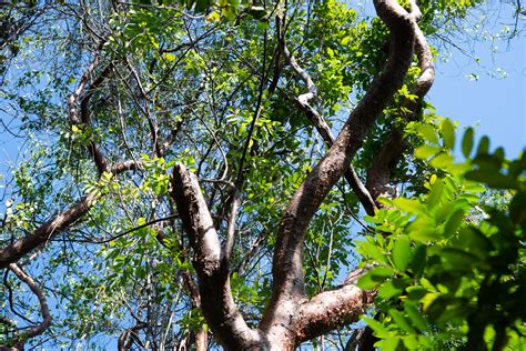 Simarouba Glauca Paradise Tree
