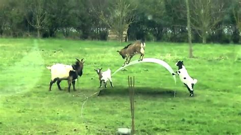 Funny Baby Goats Jumping Videos 2015 Youtube