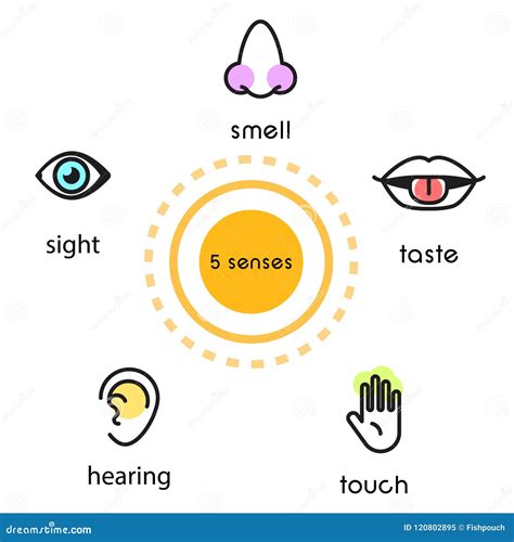 Five Human Senses Vision Hearing Smell Touch And Taste Vector Line