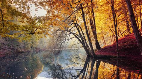 River Between Yellow Trees And Green Trees Covered Forest With