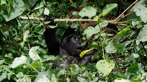 Gorilla Tracking In Africa Gorilla Tracking Ugandarwandacongo