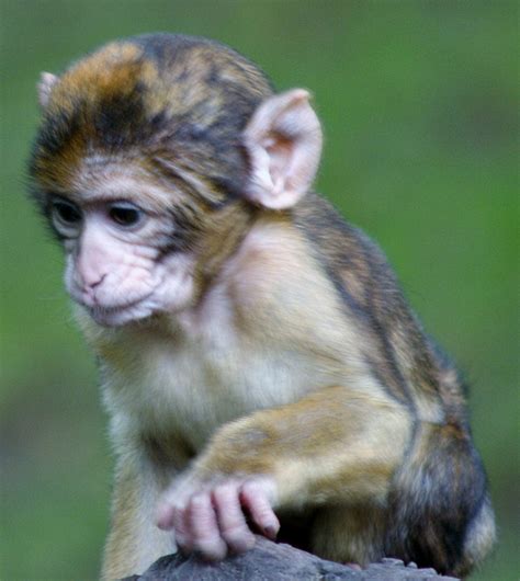 Baby Barbary Macaques Free Stock Photo Public Domain Pictures