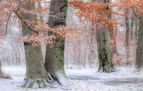 Autumn Snowfall Wallpapers Wallpaper Cave