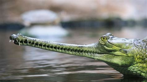 11 Toothy Facts About Gharials Mental Floss