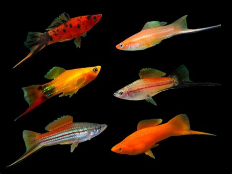 Assorted Swordtail Platies Freshwater Aquarium Fish Fresh Water Fish