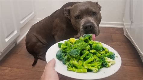 Can Dogs Eat Broccoli Everything You Need To Know