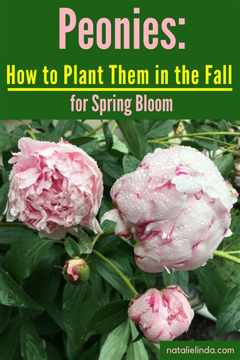how to plant and care for peonies natalie linda peony care peony bulbs growing peonies
