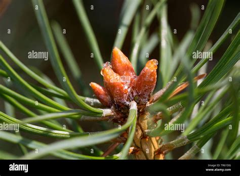 Scotch Pine Scots Pine Pinus Sylvestris Liquid Pitch On Buds