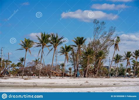 Palms Damaged By Hurricane Ian Storm Surge And Heavy Winds Editorial
