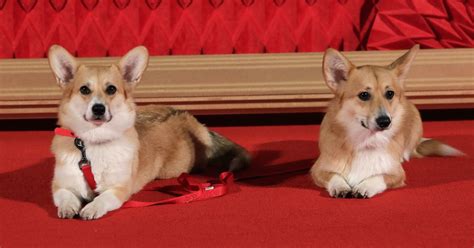 How Many Corgis Does The Queen Have Dogs Are Important Members Of The