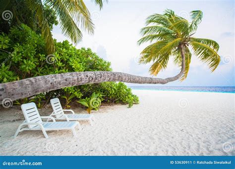Tropical White Sand Beach With Palm Trees Stock Image Image Of Island