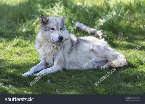 Wolf Laying Down Stock Photo 105825890 Shutterstock