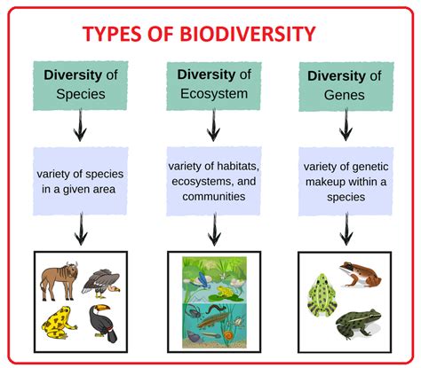 Biodiversity Definition Types Importance Hotspots Thr