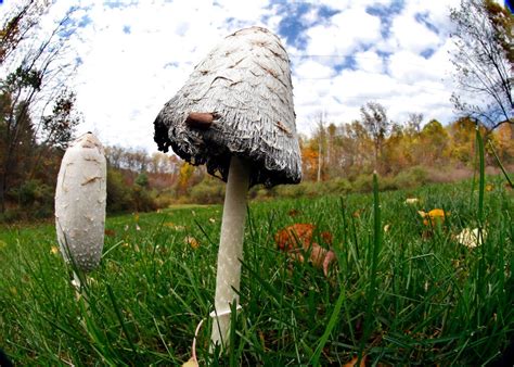 Poison Control Notes Uptick In Mushroom Poisonings Whyy