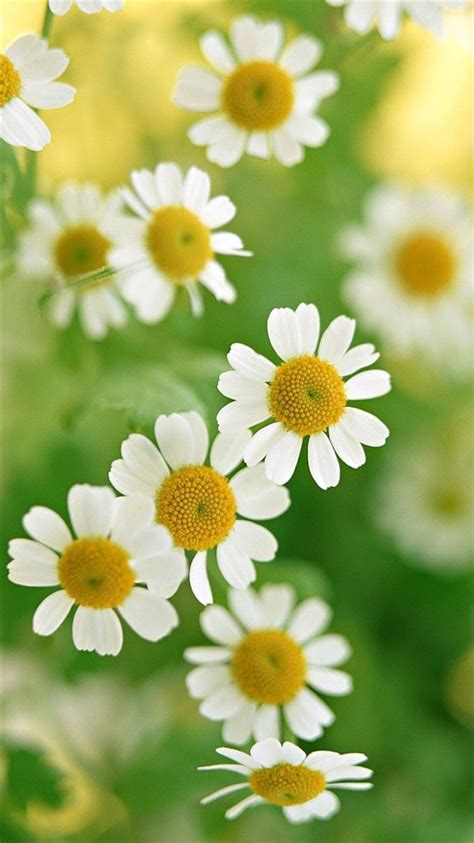 Nature White Daisy Flower Iphone 8 Wallpapers Free Download