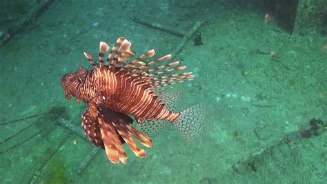 Swimming Beautiful Red Lionfish Scuba Diving Adventure Underwater With
