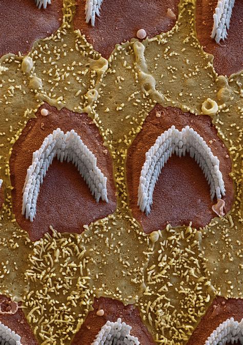 Cochlea Outer Hair Cells Sem Photograph By Oliver Meckes Eye Of