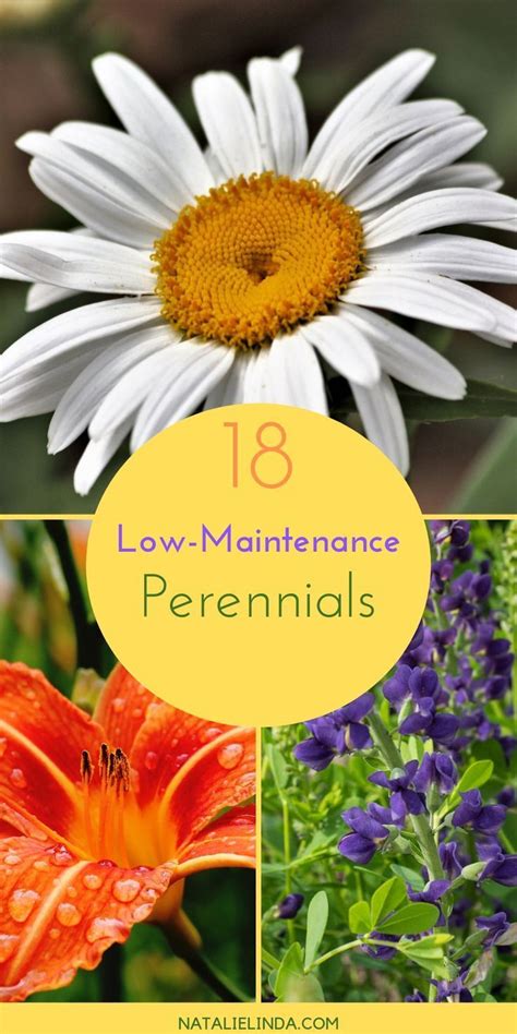 18 Low Maintenance Perennials Artofit