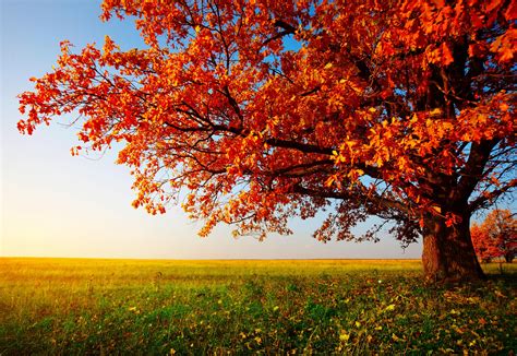 66 Autumn Trees Wallpaper