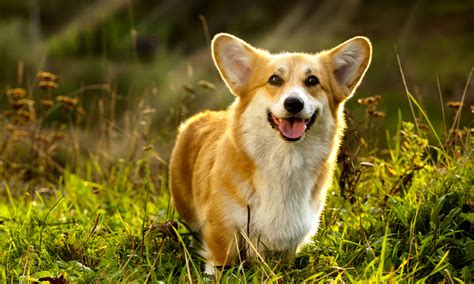 Pembroke Welsh Corgi Breed Characteristics Care And Photos Bechewy