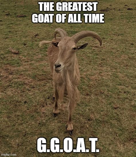 The Goat Goat Imgflip