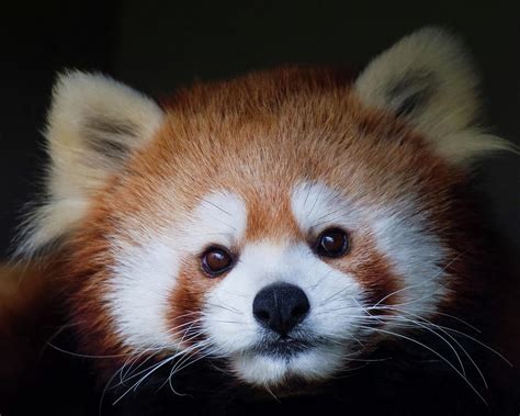 Red Panda Portrait Photograph By Cr Courson Fine Art America