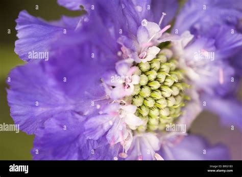 Scabious Scabiosa Caucasica Fama In Flower Stock Photo Alamy