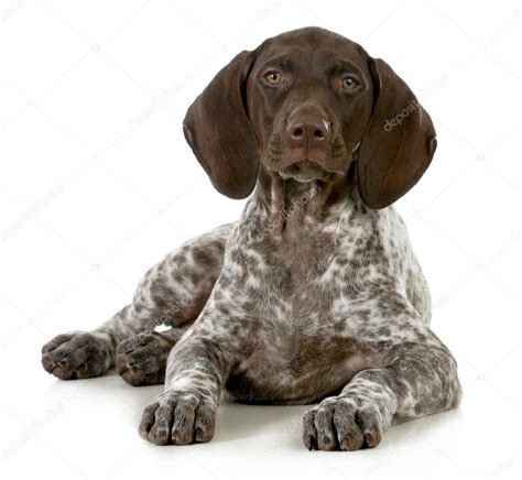 German Short Haired Pointer Puppy — Stock Photo © Willeecole 18435949
