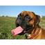 Boxer Dog HD Wallpapers