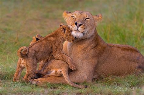 Photo Lions Lioness Cubs Three 3 Animals