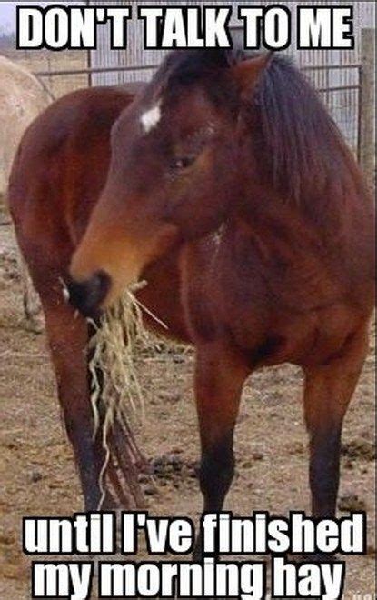 27 Funniest And Hilarious Horse Memes 2019 Memespic Funny Horse