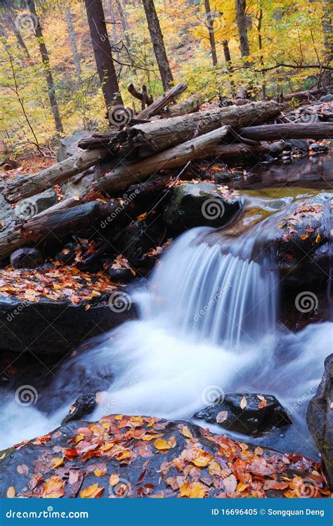 Autumn Creek Closeup In Forest Stock Image Image Of Landscape Color