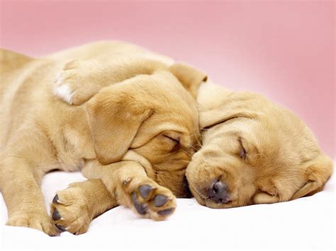 Cute Puppy Wallpapers Those Are Perfect To Make Your Mood Happy Let