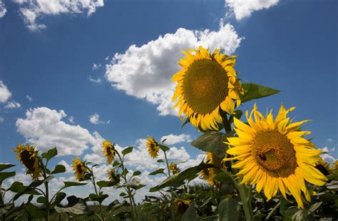 Sunflower, genus of nearly 70 species of herbaceous plants of the aster family. Find Peace in the Croatian Sunflower Fields | Croatia Times