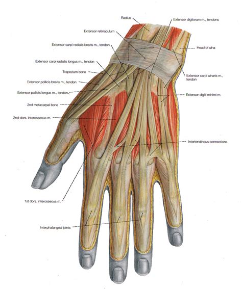 Anatomy Of The Hand Measures Of Hand Function