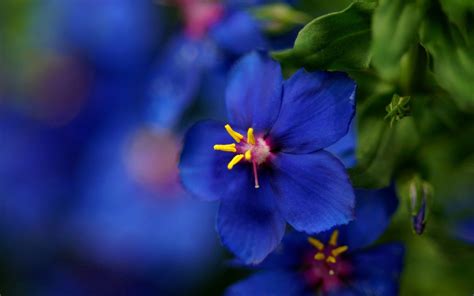 Wallpaper Blue Wild Flower Close Up 1920x1200 Hd Picture