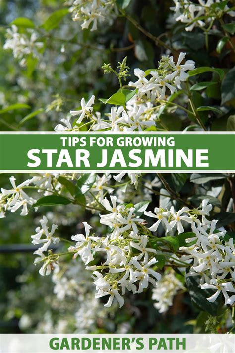 How To Grow Star Jasmine As A Ground Cover Gardeners Path