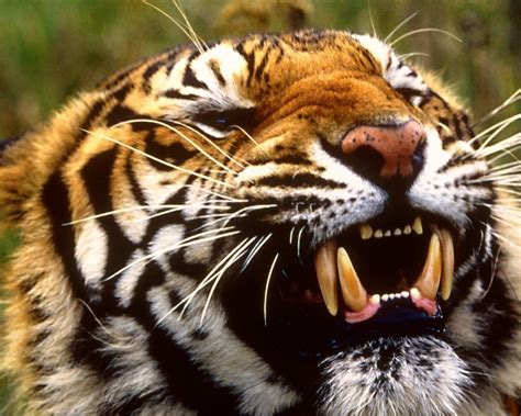 Tiger Showing Teeth Hd Wallpapers