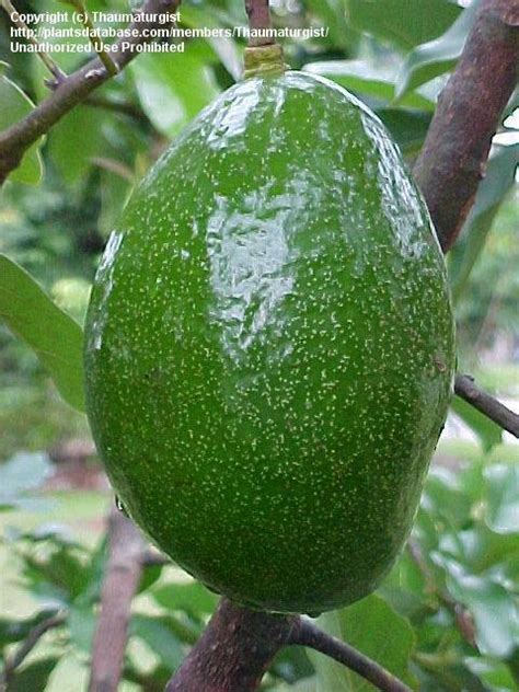 They can tolerate temperatures, once established, of around 28 f to. PlantFiles Pictures: Avocado, Alligator Pear (Persea ...