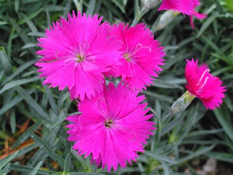 Hummingbirds are attracted to a garden that includes open spaces, allowing them to move freely from one nectar source to another. Neon Star Dianthus - Cottage Pinks - Fragrant/Hardy ...