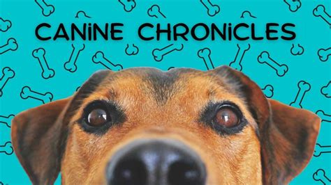 Canine Chronicles 5 Novels From A Dogs Perspective Booktrib