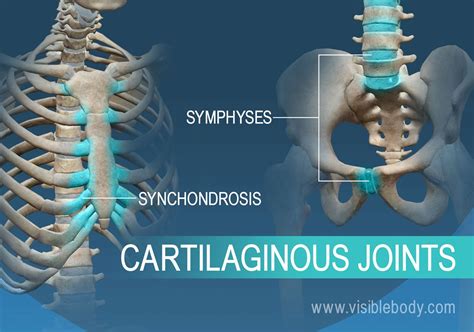 Joints And Ligaments Learn Skeleton Anatomy