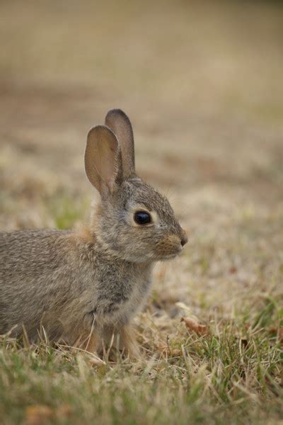 Cottontail Rabbit In Winter — Stock Photo © Twildlife 5877164