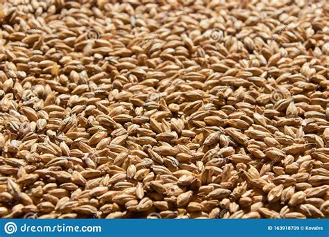 Barley Grains For Background Texture Stock Image Image Of Brew Group